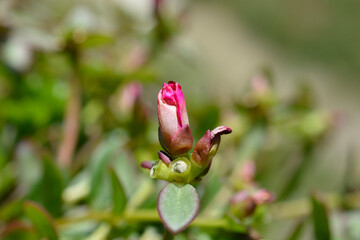 Watermelon Punch Moss Rose