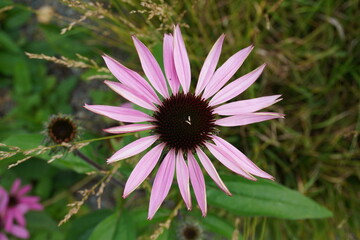 Fototapeta premium Coneflower