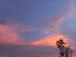 Fototapeta premium sunset and tree