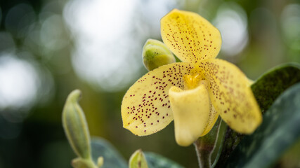 Orchid flower in tropical garden.Paphiopedilum growing on Orchids Floral in the garden on soft bokeh background