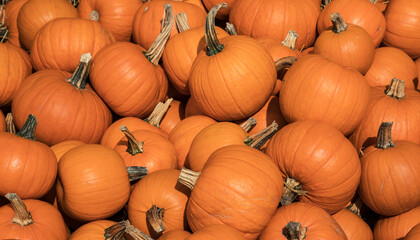 Pile of orange pumpkins during harvest time in fall