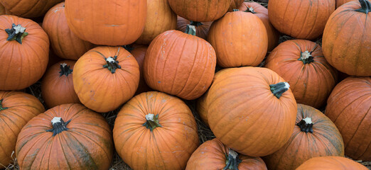 Pile of orange pumpkins during harvest time in fall