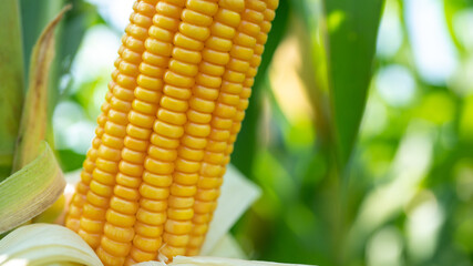 Corn cob in organic corn field. Corn Garden agriculture plant