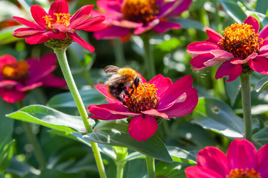 Light summer floral background with bright pink zinnias. A bee on purple zinnia flower. Selective focus, close up