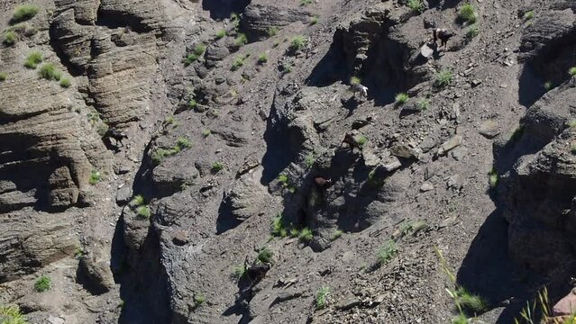 4K Footage of goats walking in Atlas mountain, Morocco, North Africa