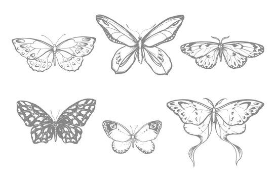 Set with butterflies, vector stylized illustrations, line drawing
