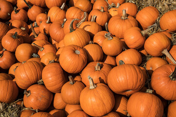 Pile of orange pumpkins during harvest time in fall