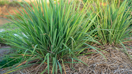 Lemongrass grown in the vegetable garden. Nature grass Lemongrass green lemon plant