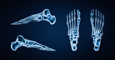 Accurate bones of human left foot bones or skeleton 3D rendering illustration. Lateral, medial, dorsal and plantar views. Anatomy, osteology, skeletal system, orthopedics concept.