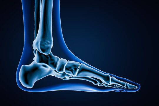 Medial view of accurate human left foot bones with body contours on blue background 3D rendering illustration. Anatomy, osteology, orthopedics concept.