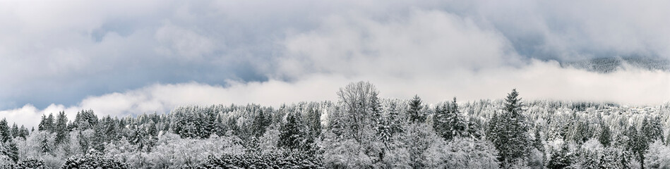Panoramic view of the winter forest in the snow. Fog over the forest. North Vancouver. Canada