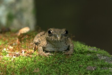 ツチガエル