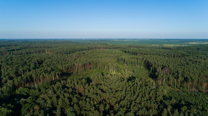 Naklejka premium Aerial view forest and deforestation in summer. Drone flying over green trees in sunny day. Drone shot over trees cut down. Ecological catastrophe of the entire planet earth, environmental pollution