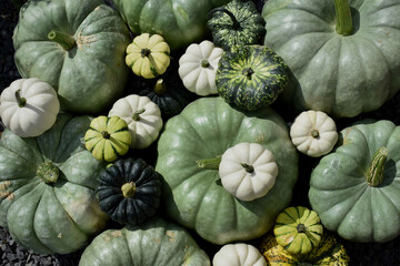 green and white pumpkins in autumn