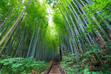 ひよどり坂 千葉県佐倉市