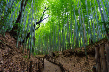 ひよどり坂 千葉県佐倉市