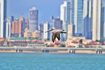Skyline von Panama Stadt
