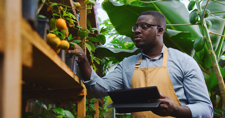 Close up of gardener African American man in glasses walking in hothouse making audit of plants, using tablet, tapping on screen. Floristry, occupation and business concept. Hobby farming.