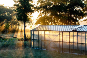 Landscape with greenhouse in early morning sunlight in the Netherlands