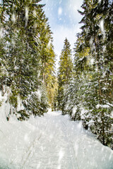 coniferous forest in snowfall in the mountains on a winter day. view of winter background