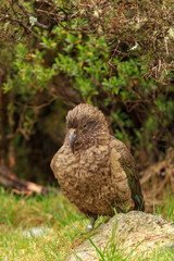 A kea, a large alpine parrot found in New Zealand, sheltering from the rain under a bush