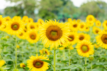 Fototapeta premium Beautiful yellow color sunflower in the agriculture farm background