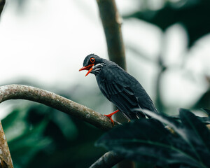 Beautiful portrait moody Red legged thrush standing on a tree singing from puerto rico