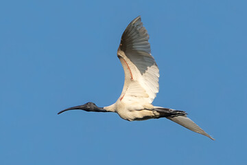 black-headed ibis (Threskiornis melanocephalus)