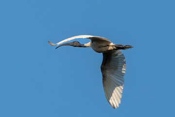 black-headed ibis (Threskiornis melanocephalus)