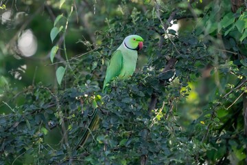rose-ringed parakeet (Psittacula krameri)