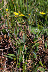 Ranunculus flammula - Lesser spearwort - Renoncule flammette