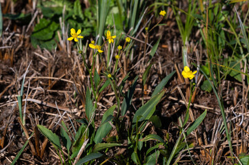 Ranunculus flammula - Lesser spearwort - Renoncule flammette