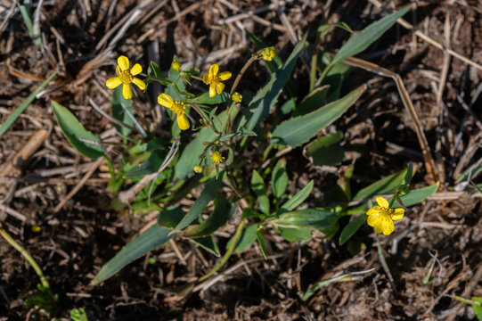 Ranunculus flammula - Lesser spearwort - Renoncule flammette