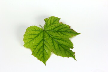 Green plant leaf with beautiful texture on white background