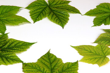 Naklejka na ściany i meble Green plant leaves on white wooden board background, copy space