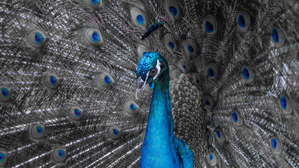 Peacock