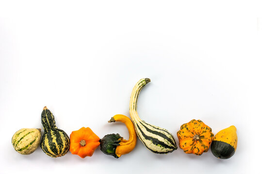 Collection of gourds aligned on white background with copy space. Fall and haloween still life decor