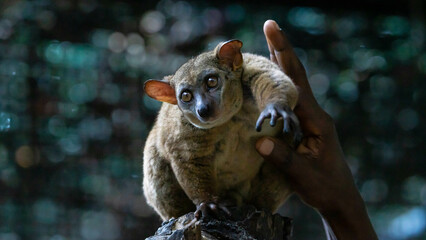 Bushbaby