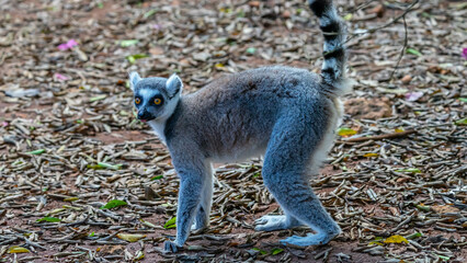 Lemur Zanzibar