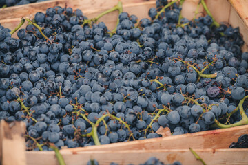 Italy, Abruzzo - September 2022: local family making of red wine from italian grapes Montepulciano