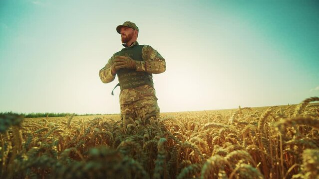 Close up Ukrainian soldier stand in a wheat field, dressed in camouflage looking around. Sunlight around. Brave man. War. Military concept. Slow motion