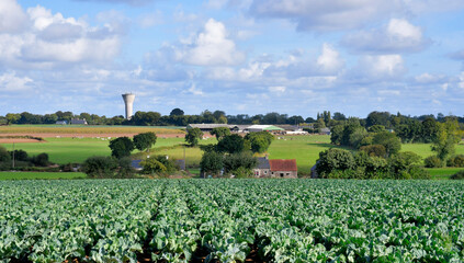 Champ de choux dans la campagne bretonne - France