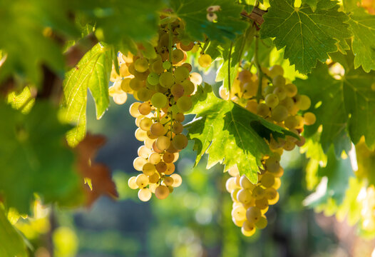 White grapes on sunlit vine