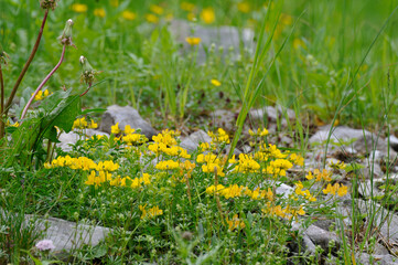 gelbe sommerblumen auf einer wiese