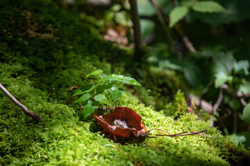 Decaying leaves displaying interesting colours and textures.