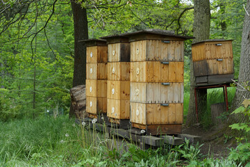 Wooden bee hive boxes in forest, bio natural honey production
