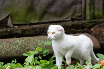 Naklejka na ściany i meble White cat in the grass....