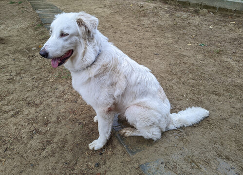 Portrait Of Big Maremma Shepherd Dog With Blue Eyes