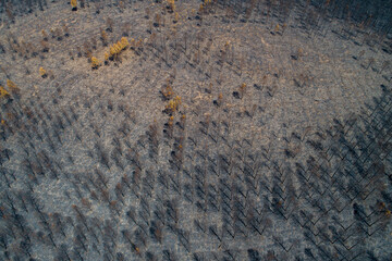 pine forest burnt after a forest fire
