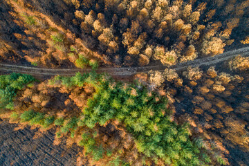aerial view of a burnt pine forest after a forest fire